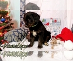 Small Photo #1 Australian Retriever Puppy For Sale in DUNCAN, OK, USA