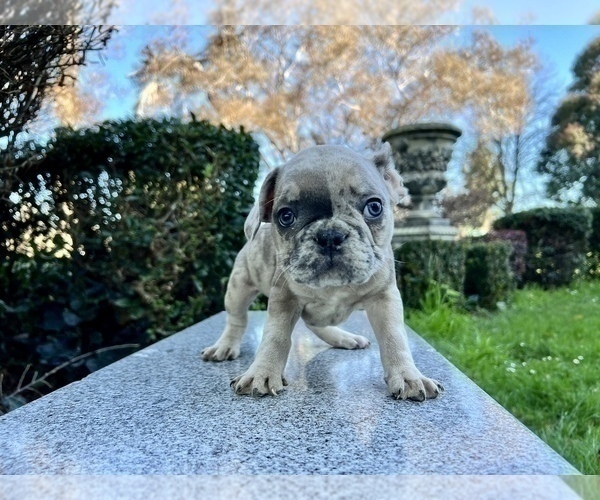Medium Photo #240 French Bulldog Puppy For Sale in HAYWARD, CA, USA