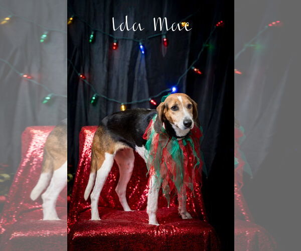 Medium Photo #2 Mutt Puppy For Sale in North Myrtle Beach, SC, USA
