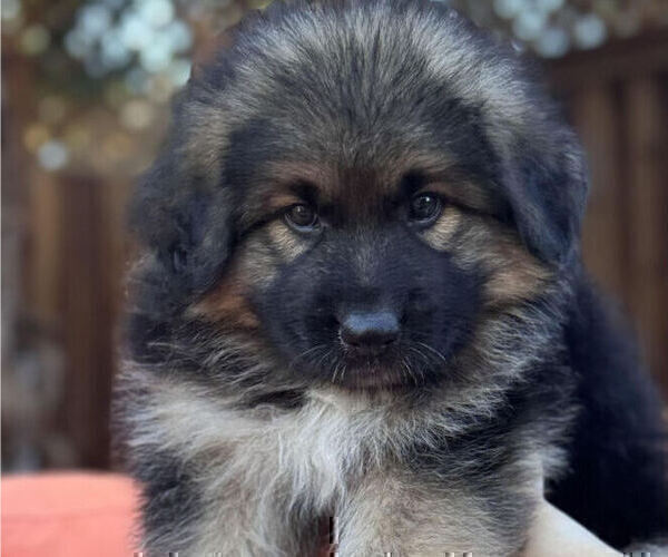 Medium Photo #5 King Shepherd Puppy For Sale in GRAND CANYON CAVERNS, AZ, USA