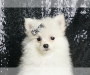 Pomeranian Puppy for sale in WARSAW, IN, USA
