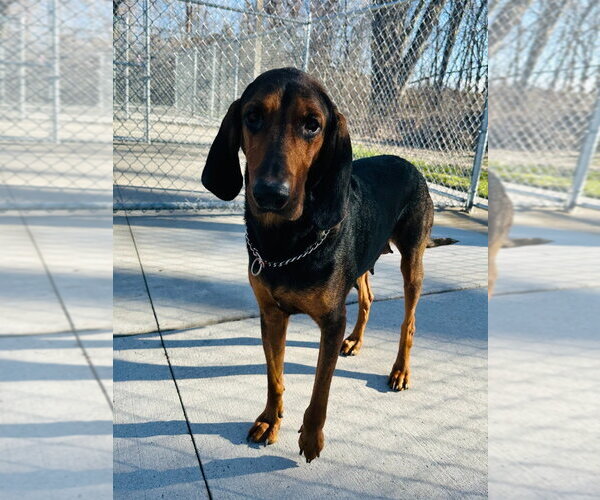 Medium Photo #1 Coonhound Puppy For Sale in Muskegon, MI, USA