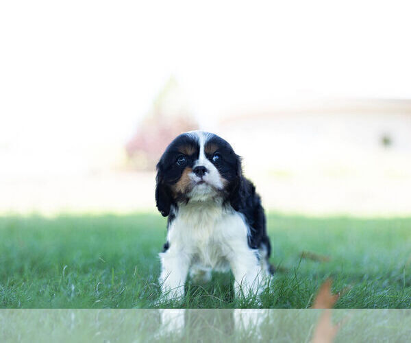 Medium Photo #6 Cavalier King Charles Spaniel Puppy For Sale in WARSAW, IN, USA