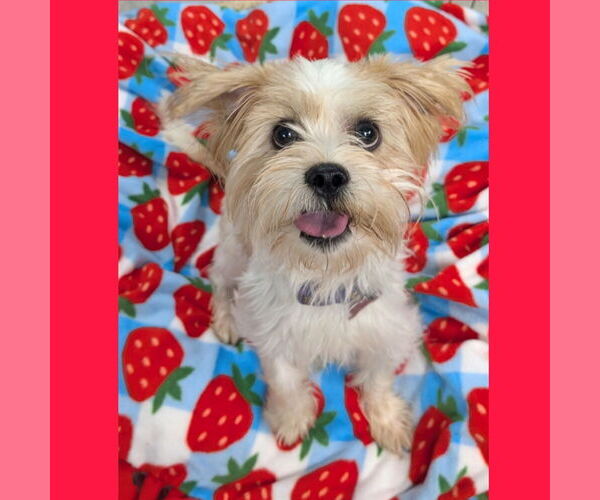 Medium Photo #5 Mutt Puppy For Sale in Caldwell, NJ, USA