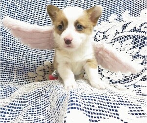 Pembroke Welsh Corgi Puppy for sale in NORWOOD, MO, USA