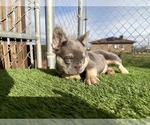 Small #20 French Bulldog