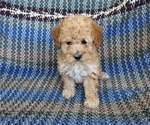 Puppy 6 Poodle (Miniature)