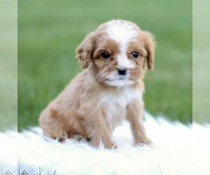 Brittany Puppy for sale in LEOLA, PA, USA