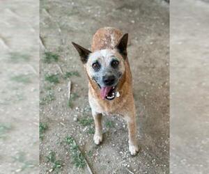 Mutt Dogs for adoption in Riverside, CA, USA