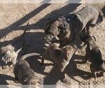 Small #1 American Pit Bull Terrier-Presa Canario Mix