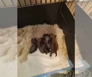 Chinese Crested Puppy for sale in REISTERSTOWN, MD, USA