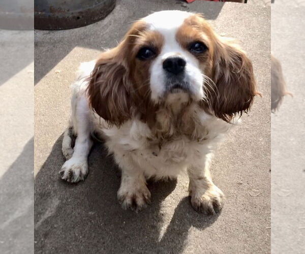 Medium Photo #6 Cavalier King Charles Spaniel Puppy For Sale in Lincolnwood, IL, USA