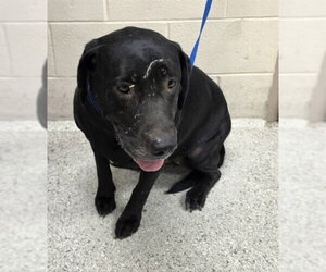 Labrador Retriever-Unknown Mix Dogs for adoption in Conroe, TX, USA