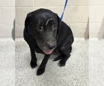Small Labrador Retriever Mix
