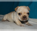 Small Photo #9 French Bulldog Puppy For Sale in VERONA, MO, USA
