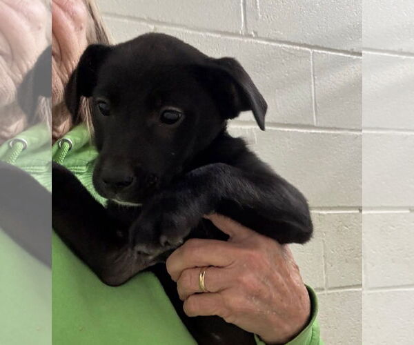 Medium Photo #1 Labrador Retriever-Unknown Mix Puppy For Sale in Rustburg, VA, USA