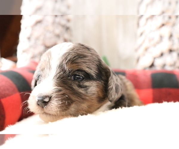 Medium Photo #227 Aussiedoodle Miniature  Puppy For Sale in STAFFORD, VA, USA