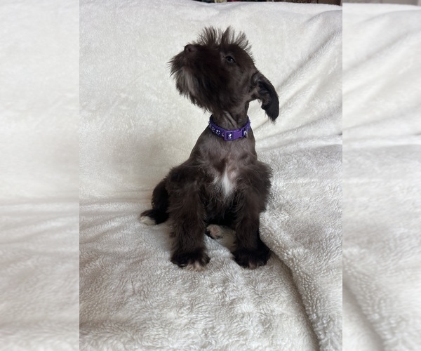 Medium Photo #9 Schnauzer (Miniature) Puppy For Sale in ROY, WA, USA