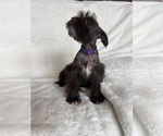 Small #8 Schnauzer (Miniature)