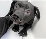 Small #1 Labrador Retriever-Pug Mix