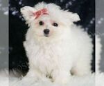 Puppy Fendi AKC Maltese