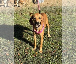 Mutt Dogs for adoption in Westwood, NJ, USA