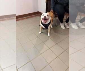 Mutt Dogs for adoption in Westwood, NJ, USA