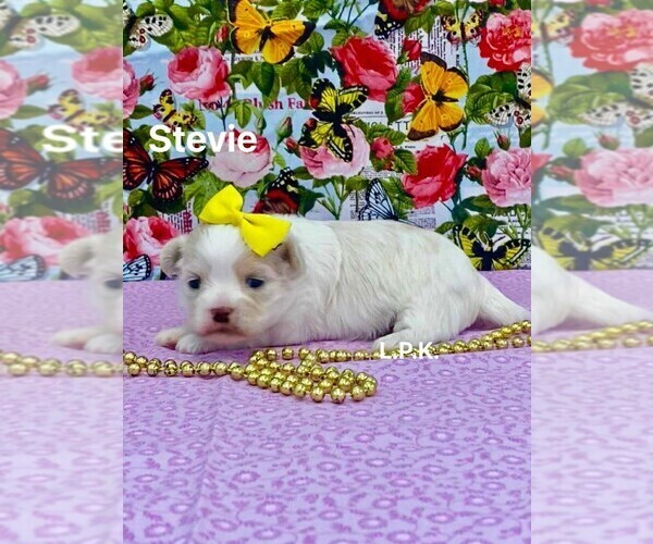 Medium Photo #3 Mal-Shi Puppy For Sale in WINNSBORO, LA, USA