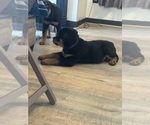 Small #37 Rottweiler