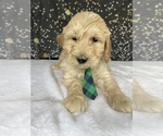 Small #2 Goldendoodle (Miniature)