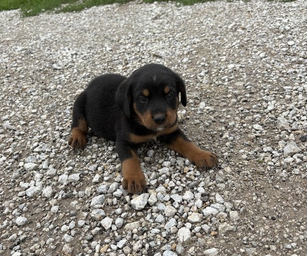 Medium Photo #2 Bernese Mountain Dog-Rottweiler Mix Puppy For Sale in SHEFFIELD, IL, USA