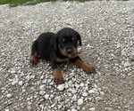 Small #1 Bernese Mountain Dog-Rottweiler Mix