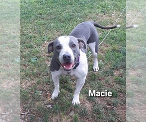 American Pit Bull Terrier Dog for Adoption in HAMBURG, Pennsylvania USA