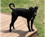 Small #5 Labrador Retriever Mix
