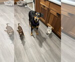 Small #2 Doberman Pinscher