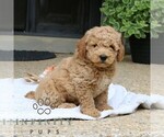 Small #3 Goldendoodle (Miniature)