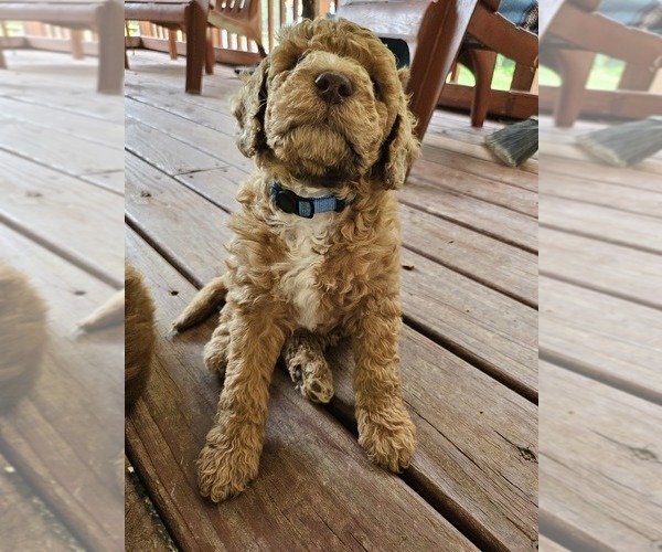Medium Photo #14 Poodle (Standard) Puppy For Sale in SALISBURY, NC, USA