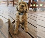 Small Photo #14 Poodle (Standard) Puppy For Sale in SALISBURY, NC, USA