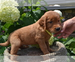 Small #4 Golden Retriever