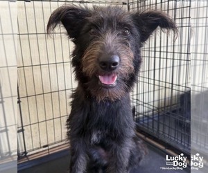 Mutt Dogs for adoption in Washington, DC, USA