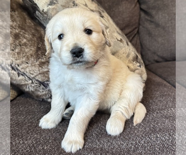Medium Photo #1 Golden Retriever Puppy For Sale in FORDLAND, MO, USA