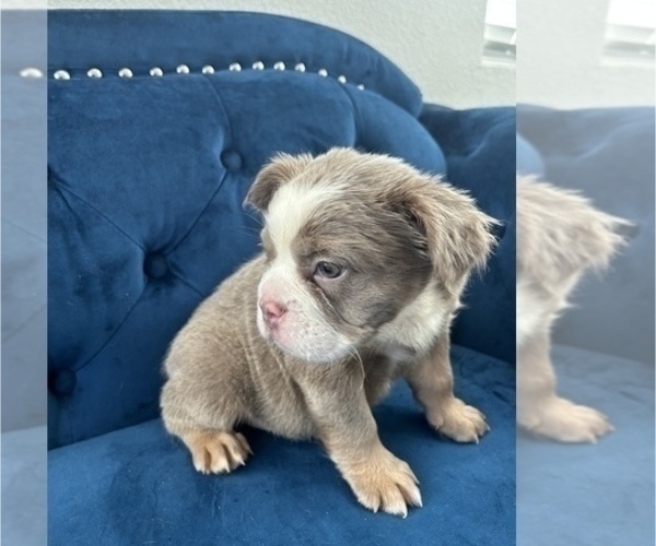 Medium Photo #12 English Bulldog Puppy For Sale in PHILADELPHIA, PA, USA