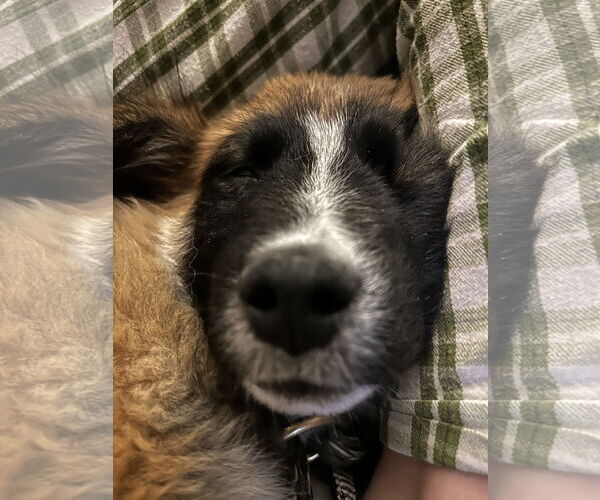 Medium Photo #4 Mutt Puppy For Sale in Sandy, UT, USA