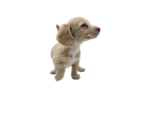 Small Photo #16 Dachshund Puppy For Sale in BALLWIN, MO, USA