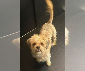 ShihPoo Dogs for adoption in Newfoundland, PA, USA