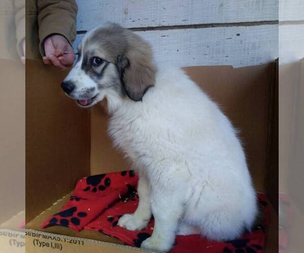 Medium Photo #2 Great Pyrenees Puppy For Sale in BRIGHTON, IA, USA