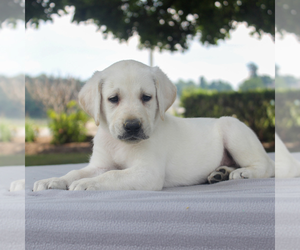 Medium Photo #4 Labrador Retriever Puppy For Sale in GAP, PA, USA