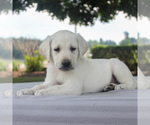 Small Photo #4 Labrador Retriever Puppy For Sale in GAP, PA, USA