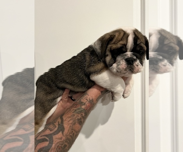 Medium Photo #2 English Bulldog Puppy For Sale in WAMEGO, KS, USA