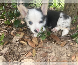 Pembroke Welsh Corgi Puppy for sale in BRANDON, FL, USA